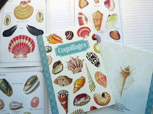 Geïllustreerd notebook -  Coquillages