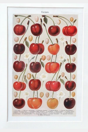 Antieke ingelijste kleurenlitho “Kersen”, begin 1900
