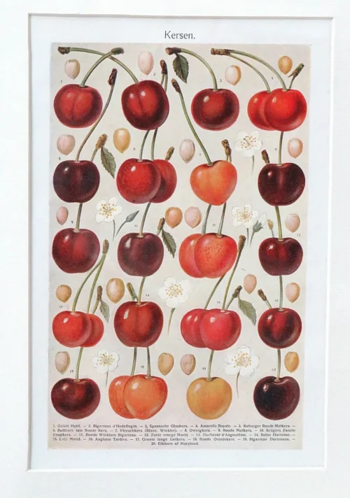 Antieke ingelijste kleurenlitho “Kersen”, begin 1900