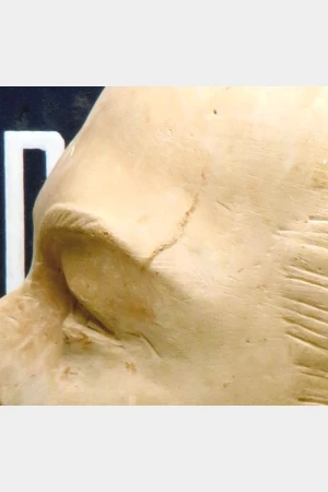 Oud mannequin- / paspophoofd “Pierre Imans – Paris”