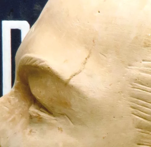 Oud mannequin- / paspophoofd “Pierre Imans – Paris”