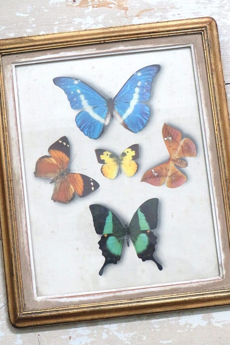 Antieke Franse vlinderplaat in lijst "Planche 29"