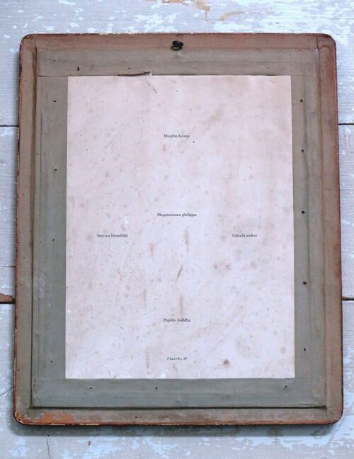 Antieke Franse vlinderplaat in lijst "Planche 29"