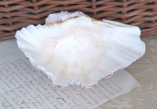 Grote schelp