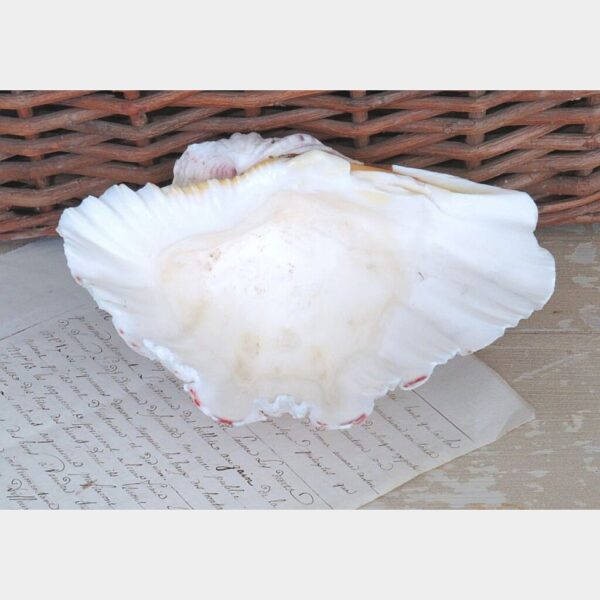Grote schelp