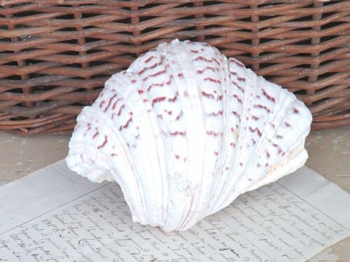 Grote schelp