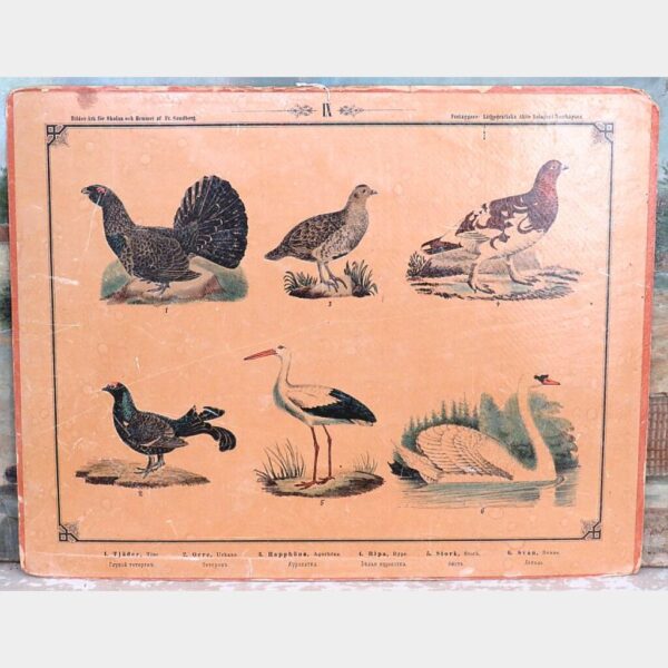 Oude Zweedse schoolplaat – “Bilder-Ark för Skolan och Hemmet af Fr. Sandberg IX”