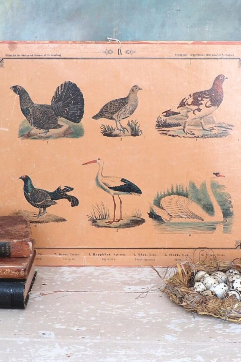 Oude Zweedse schoolplaat – “Bilder-Ark för Skolan och Hemmet af Fr. Sandberg IX”