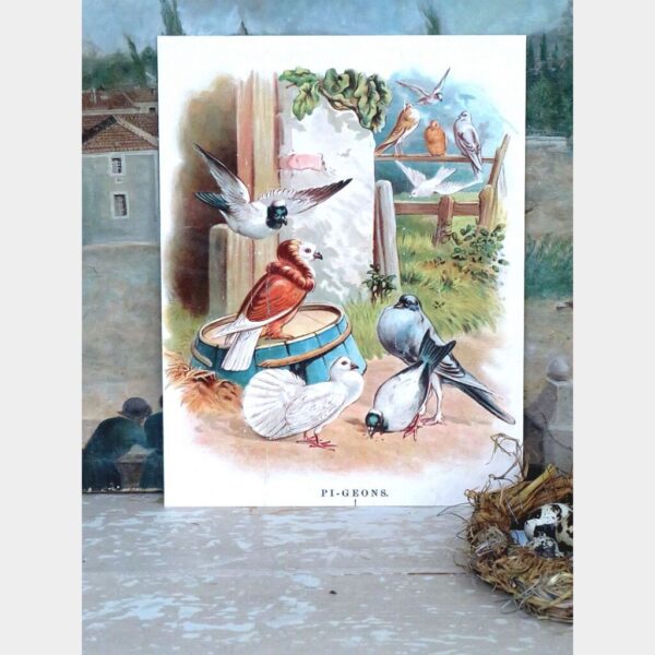 Antieke Franse prent "Pi-geons"