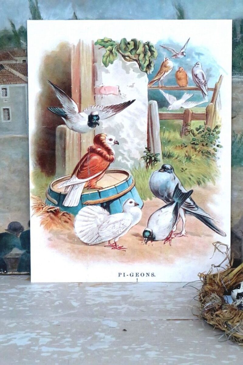 Antieke Franse prent "Pi-geons"