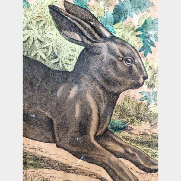 Antieke schoolplaat 19e eeuw "der Hale" (De haas)