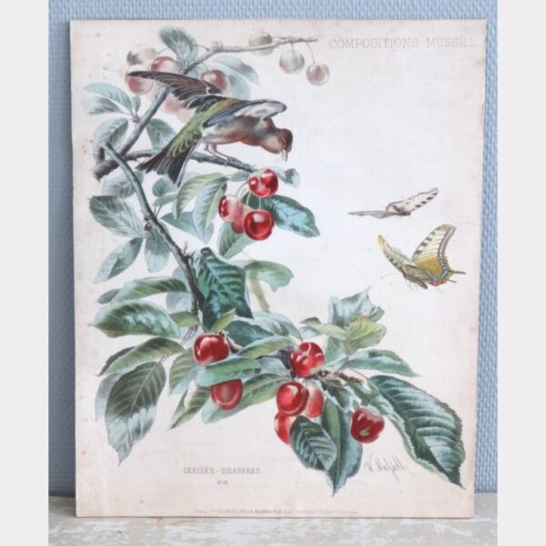 Antieke botanische prent William Mussill , Paris 1870