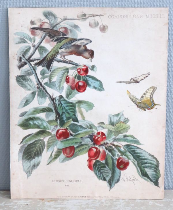 Antieke botanische prent William Mussill , Paris 1870