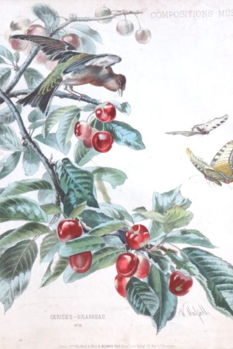 Antieke botanische prent William Mussill , Paris 1870