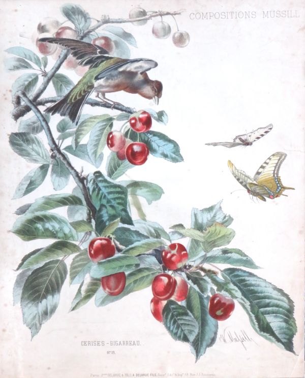 Antieke botanische prent William Mussill , Paris 1870