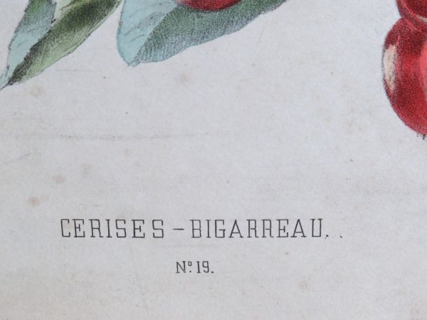 Antieke botanische prent William Mussill , Paris 1870