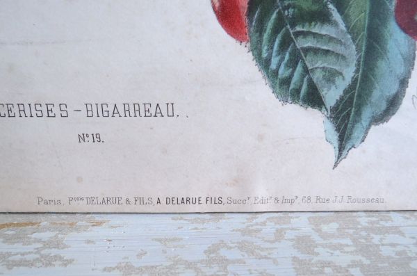 Antieke botanische prent William Mussill , Paris 1870