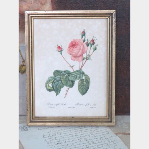 Vintage botanische prent "Rosa Centifolia Bullata"