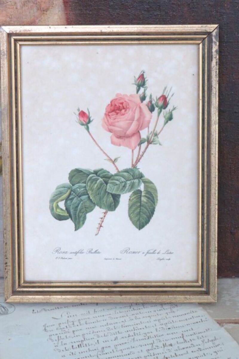 Vintage botanische prent "Rosa Centifolia Bullata"