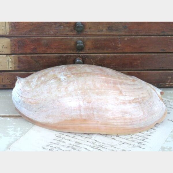 Grote schelp "Cymbium glans"