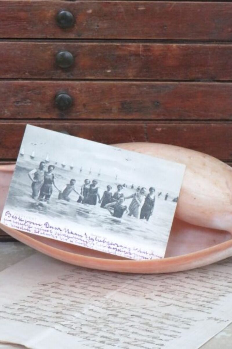 Grote schelp "Cymbium glans"
