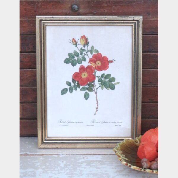Vintage botanische prent "Rosa Eglanteria var. Punicea"