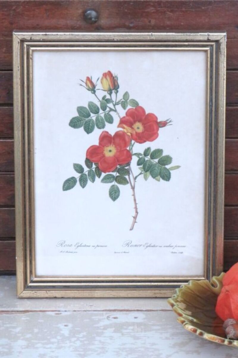Vintage botanische prent "Rosa Eglanteria var. Punicea"