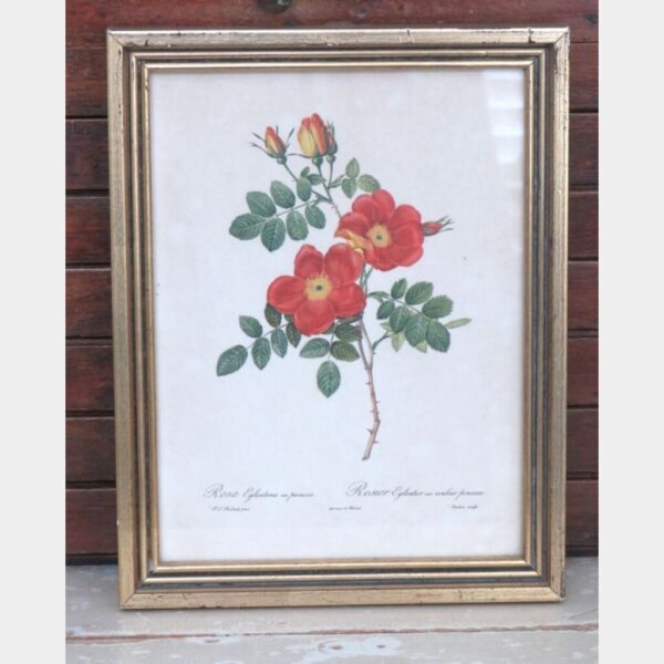 Vintage botanische prent "Rosa Eglanteria var. Punicea"