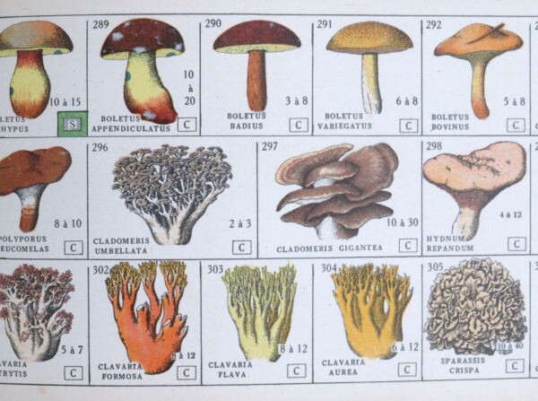 Antiek Frans boek "ABC Mycologique" ( paddenstoelen) -1926