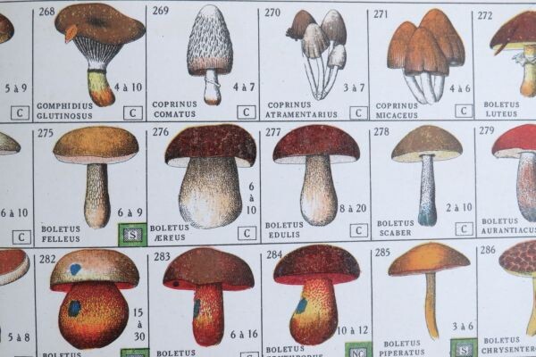 Antiek Frans boek "ABC Mycologique" ( paddenstoelen) -1926