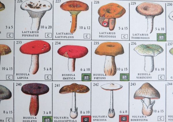 Antiek Frans boek "ABC Mycologique" ( paddenstoelen) -1926