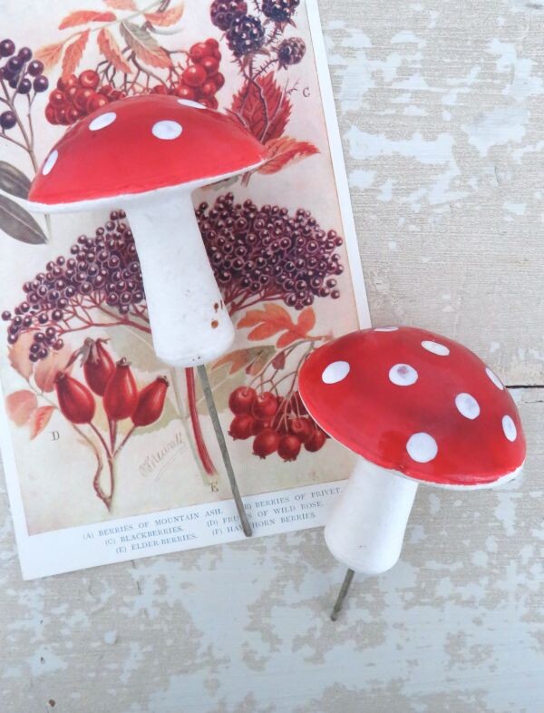 Oude watten paddenstoelen
